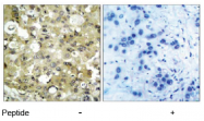 AP02619PU-S - CD309 / VEGFR-2 / Flk-1
