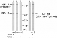 AP02621PU-S - CD221 / IGF1R