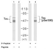 AP02627PU-S - MAPT / TAU
