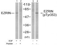 AP02628PU-N - Ezrin