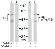 AP02631PU-S - MAPT / TAU
