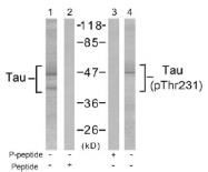 AP02632PU-S - MAPT / TAU