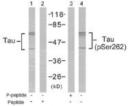 AP02633PU-S - MAPT / TAU