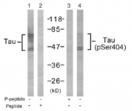 AP02634PU-S - MAPT / TAU