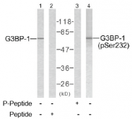 AP02635PU-S - G3BP1 / G3BP