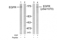 AP02378PU-S - EGFR / ERBB1