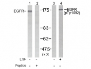 AP02379PU-S - EGFR / ERBB1