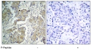 AP02383PU-S - CD309 / VEGFR-2 / Flk-1
