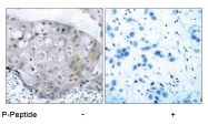 AP02384PU-S - CD309 / VEGFR-2 / Flk-1