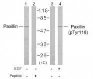 AP02387PU-S - Paxillin / PXN