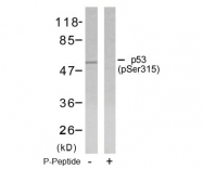 AP02393PU-S - TP53 / p53