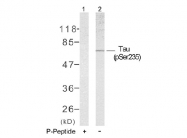 AP02398PU-S - MAPT / TAU