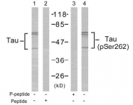 AP02403PU-S - MAPT / TAU