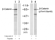 AP02406PU-S - Catenin beta-1