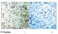 AP02421PU-S - CDK2