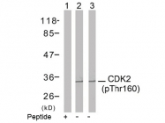 AP02421PU-S - CDK2