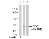 AP02422PU-S - CDK1