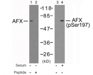 AP02424PU-S - FOXO4 / AFX1 / MLLT7