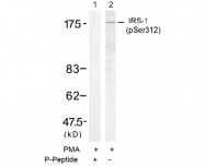 AP02428PU-S - IRS1