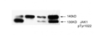 AP02433PU-S - Tyrosine-protein kinase JAK1
