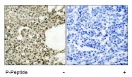 AP02445PU-S - STAT1