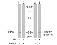 AP02446PU-N - HSPB1 / HSP27