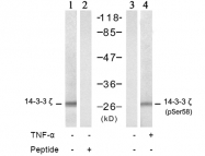 AP02457PU-S - 14-3-3 protein zeta/delta