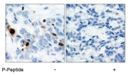 AP02460PU-S - Histone H3.1
