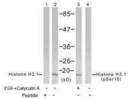 AP02460PU-S - Histone H3.1