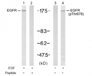 AP02461PU-S - EGFR / ERBB1