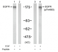 AP02462PU-S - EGFR / ERBB1