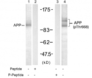 AP02463PU-S - Amyloid beta A4 protein / APP