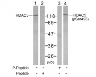 AP02465PU-S - HDAC5