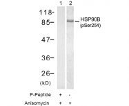 AP02466PU-S - HSP90AB1 / HSP90 beta