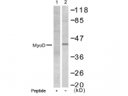 AP02653PU-S - MYOD1