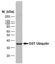 SM1690B - GST-Tag