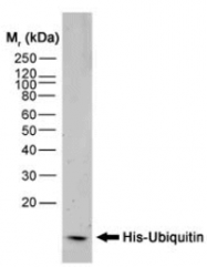 SM1693HRP - 6xHistidine Epitope Tag