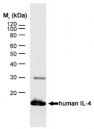 SM1702P - Interleukin-4 / IL4