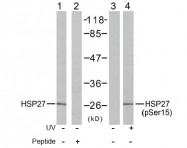 AP02671PU-N - HSPB1 / HSP27