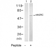 AP02672PU-S - CDC25C
