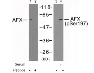 AP02683PU-S - FOXO4 / AFX1 / MLLT7