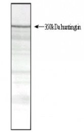 SM1661 - Huntingtin