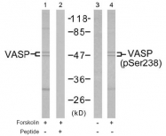 AP02690PU-S - VASP