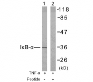 AP02694PU-N - NFKBIA / IKBA