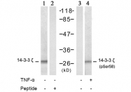 AP02701PU-S - 14-3-3 protein zeta/delta