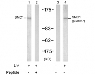 AP02703PU-N - SMC1A / SMC1