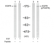 AP02705PU-S - EGFR / ERBB1