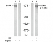AP02706PU-S - EGFR / ERBB1