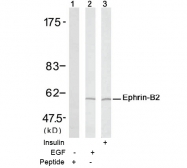 AP02707PU-S - Ephrin-B2