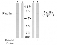 AP02711PU-S - Paxillin / PXN